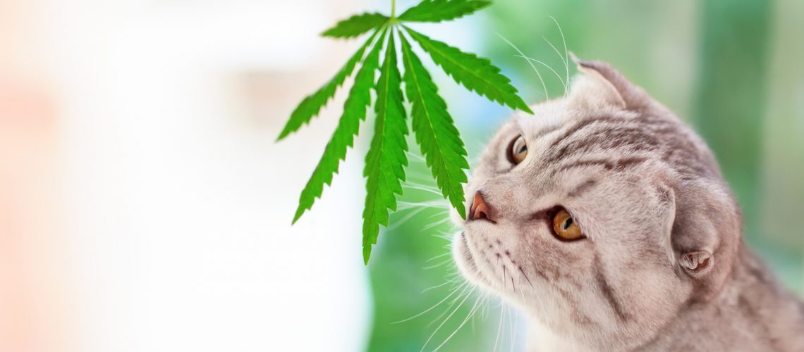 CBD for Pets with Anxiety