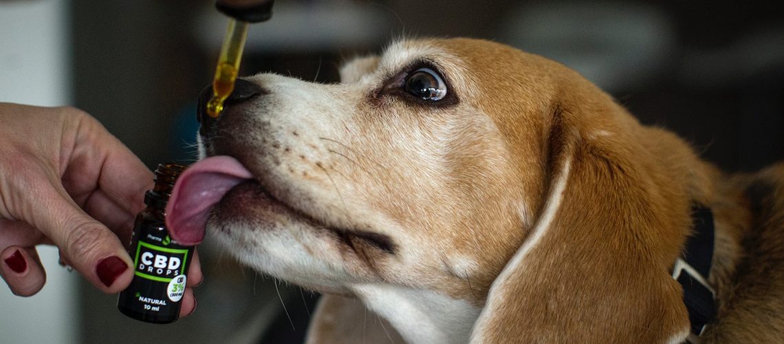 Should You Try CBD Oil for Your Pet?